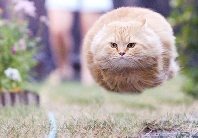 hover cat flying cat 2 The 25 Funniest Hover Animals Ever