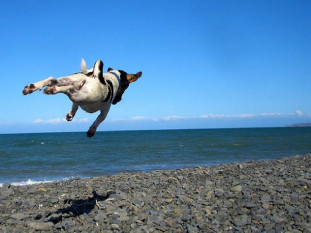 hover dog flying dog 10 The 25 Funniest Hover Animals Ever