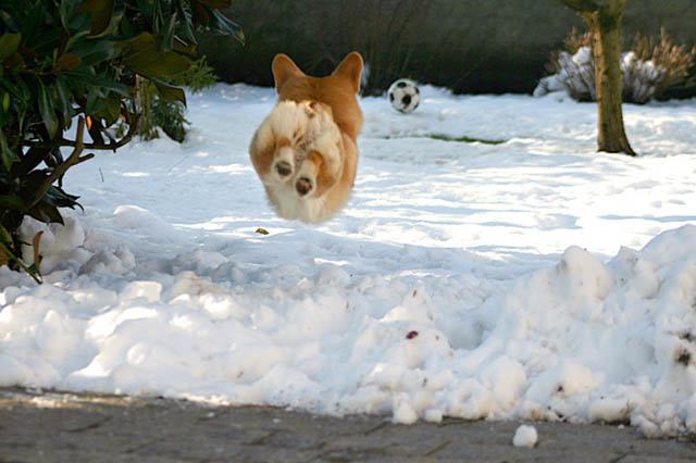 hover dog flying dog 12 The 25 Funniest Hover Animals Ever
