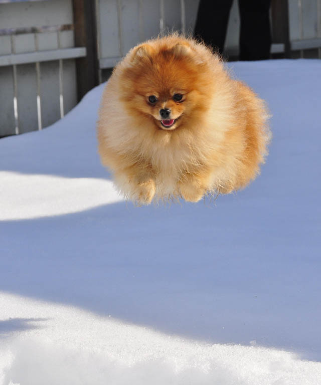 hover dog flying dog 13 The 25 Funniest Hover Animals Ever