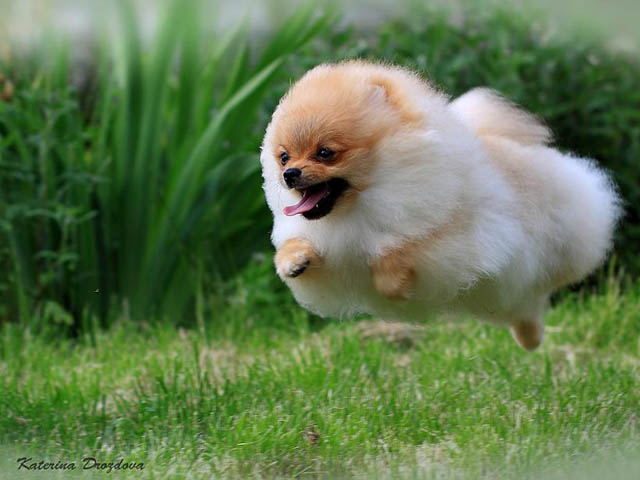 hover dog flying dog 14 The 25 Funniest Hover Animals Ever