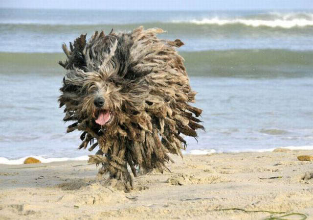 hover dog flying dog 2 The 25 Funniest Hover Animals Ever