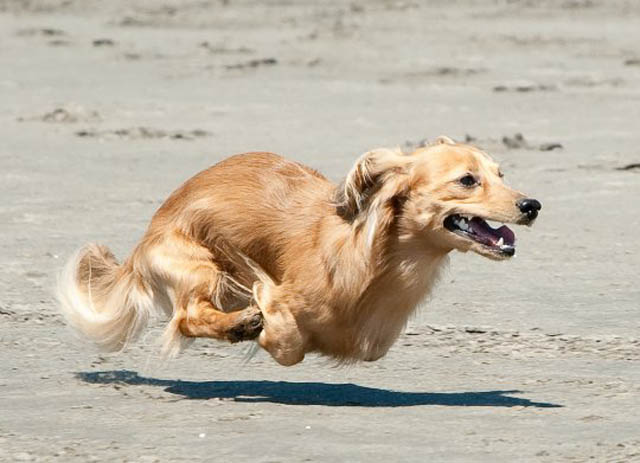 hover dog flying dog 3 The 25 Funniest Hover Animals Ever