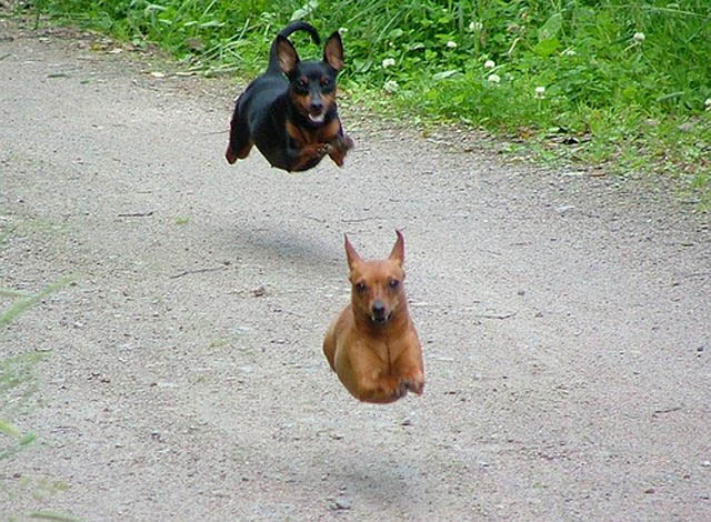 hover dog flying dog 6 The 25 Funniest Hover Animals Ever