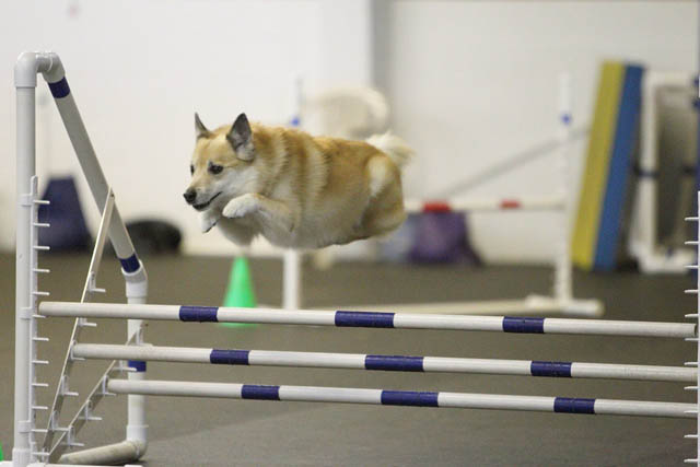 hover dog flying dog 7 The 25 Funniest Hover Animals Ever