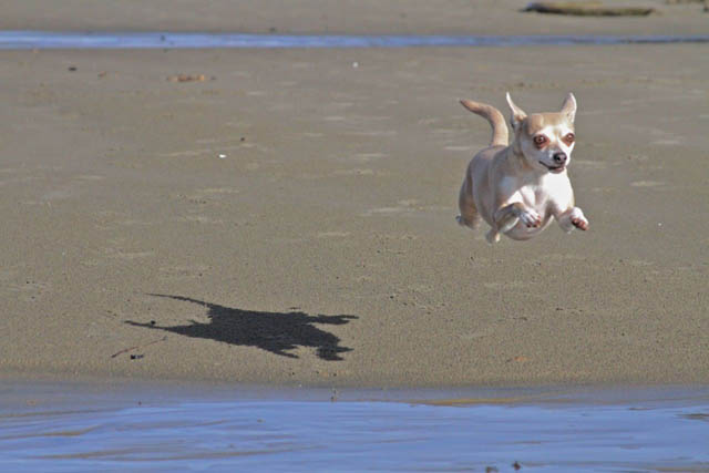 hover dog flying dog 9 The 25 Funniest Hover Animals Ever