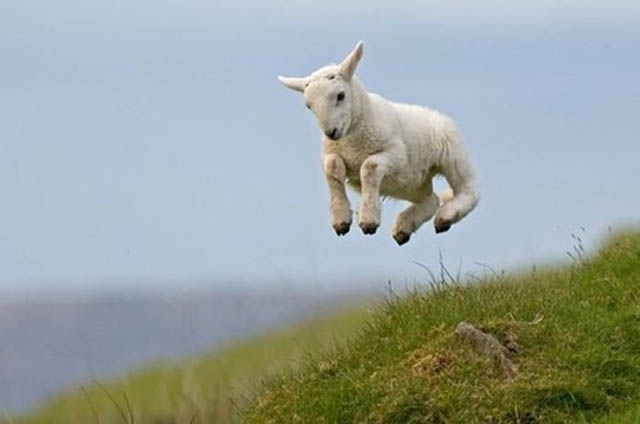 hover goat The 25 Funniest Hover Animals Ever