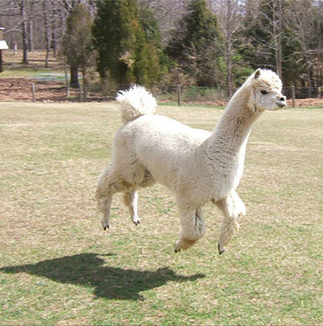 hover llama 1 The 25 Funniest Hover Animals Ever