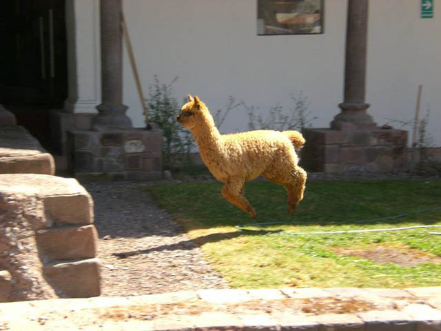 hover llama 2 The 25 Funniest Hover Animals Ever