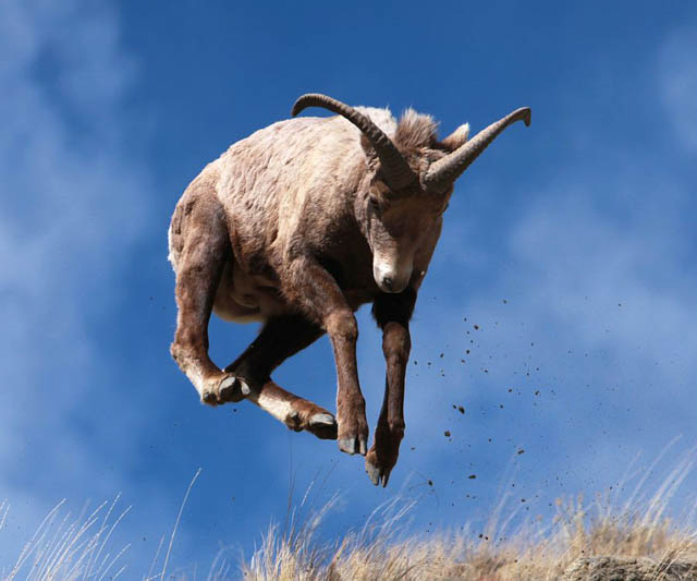hover ram The 25 Funniest Hover Animals Ever