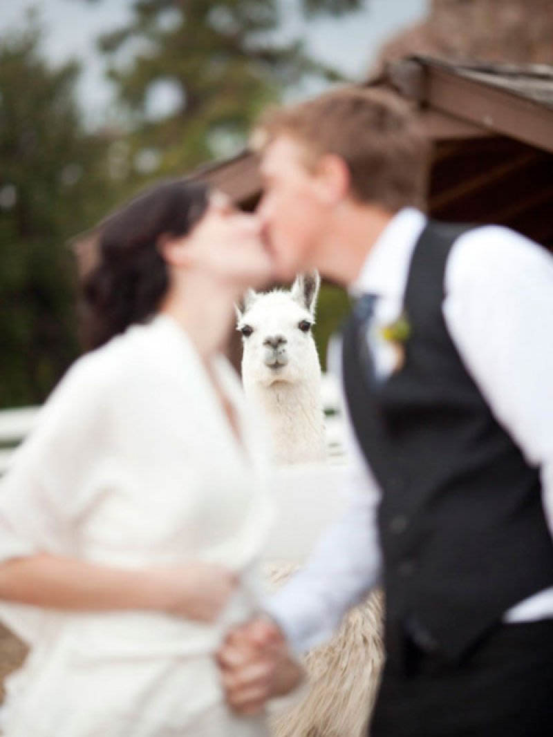 llama photobombs married couple kissing animal photobombing The 15 Greatest Animal Photobombs of All Time