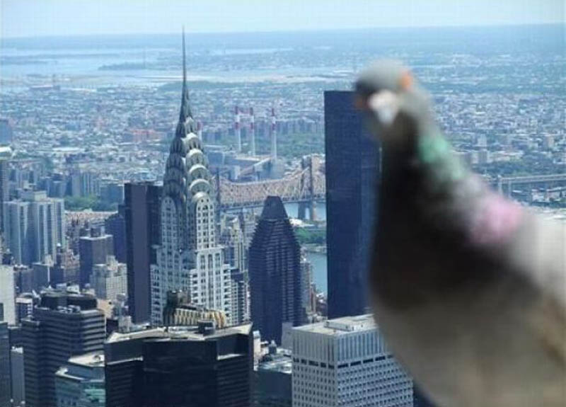 penguin photobomb new york city The 15 Greatest Animal Photobombs of All Time