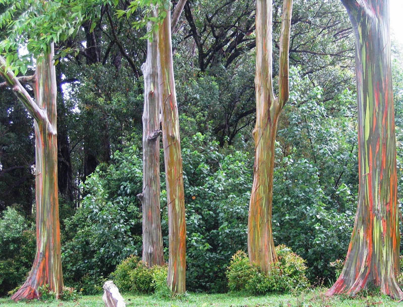 rainbow eucalpytus tree Picture of the Day: The Rainbow Eucalyptus Tree