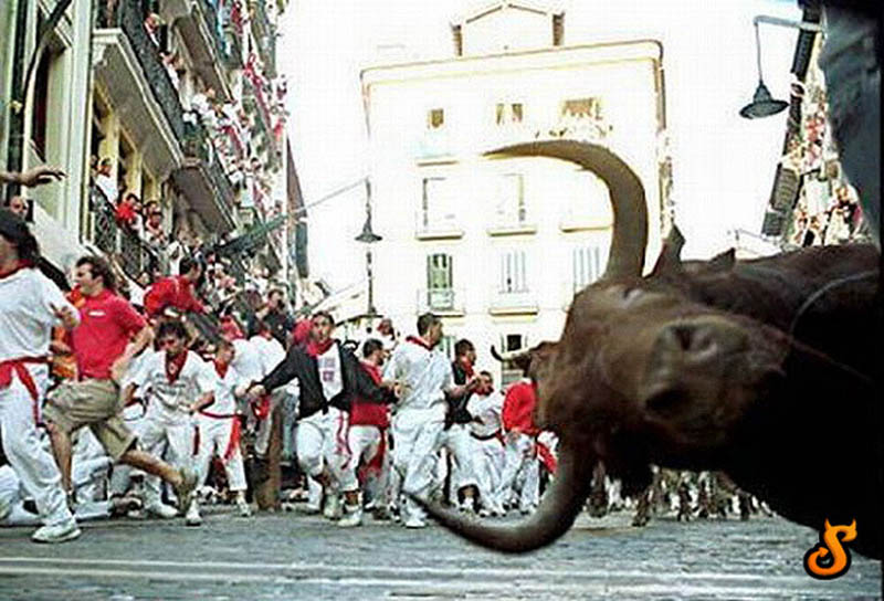 running of the bulls photobomb pamplona spain The 15 Greatest Animal Photobombs of All Time