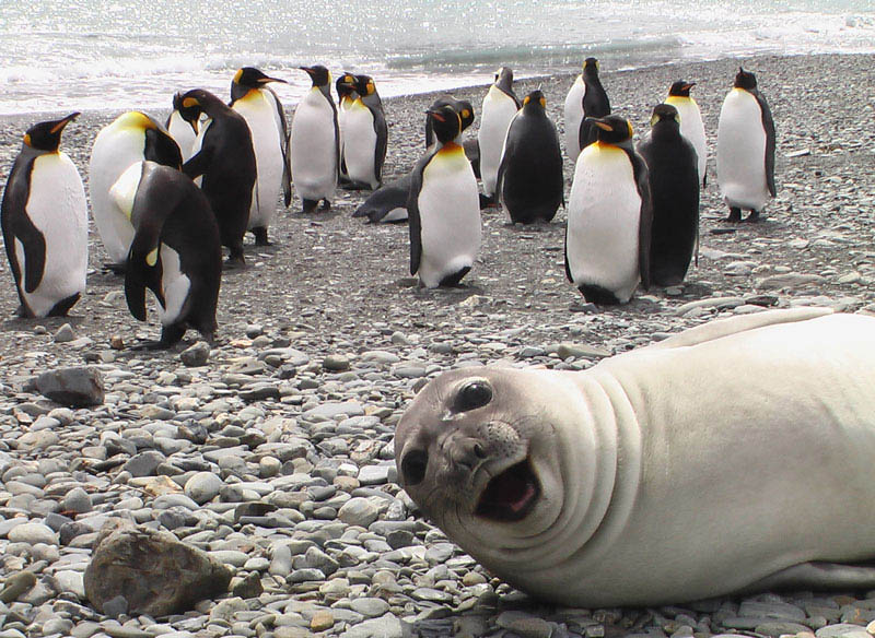 seal photobombs penguins The 15 Greatest Animal Photobombs of All Time