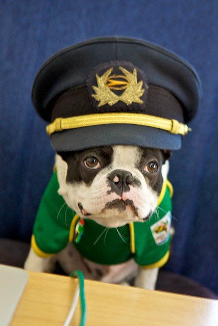 sepp blatter kulula mascot dog 2 This Airline has the Best Fleet of Planes Ever!