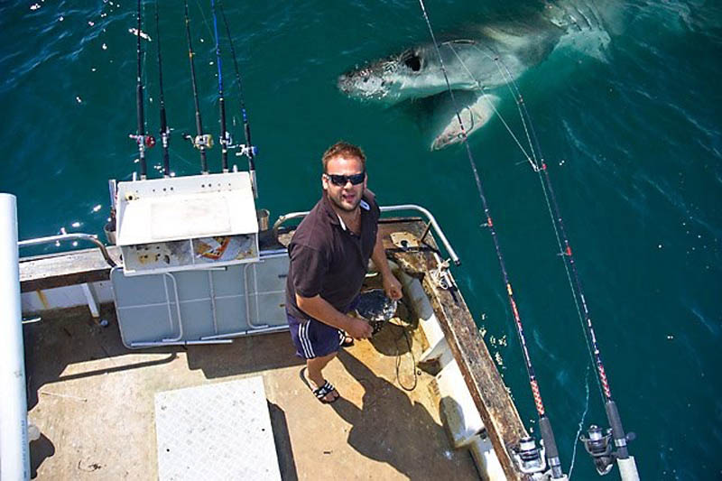 shark photobomb boat animals photobombing The 15 Greatest Animal Photobombs of All Time
