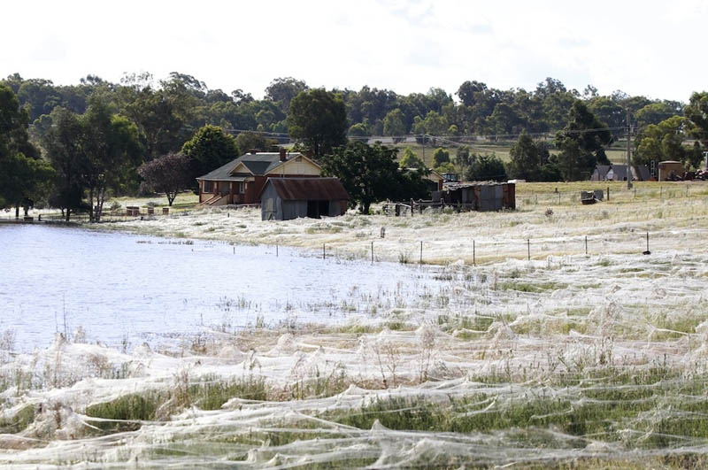 spider webs cover field queenland australia flooding 2012 1 Spiders Blanket Fields in Webs to Avoid Flood Waters in Australia