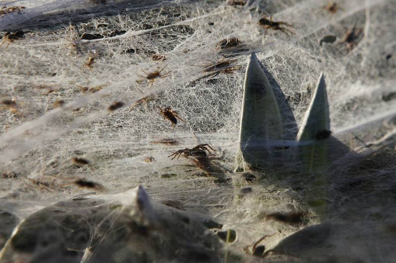 spider webs cover field queenland australia flooding 2012 3 Spiders Blanket Fields in Webs to Avoid Flood Waters in Australia