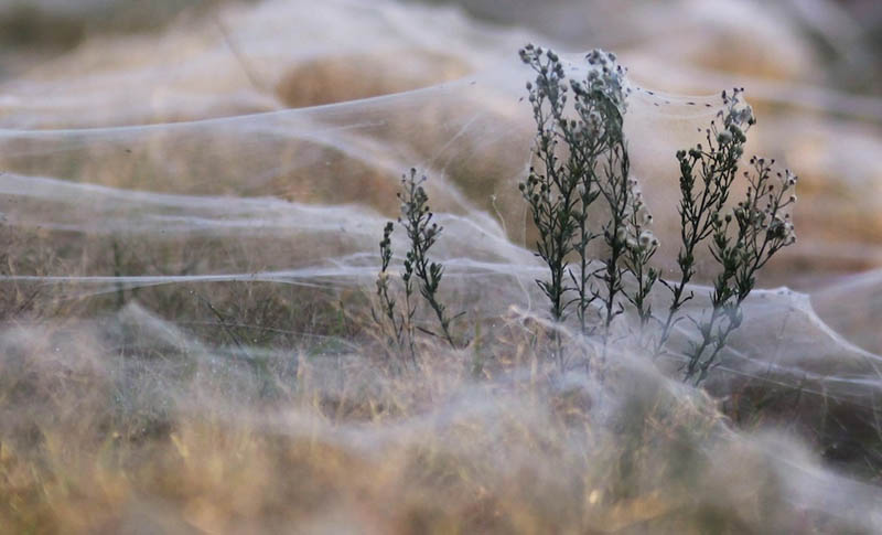 spider webs cover field queenland australia flooding 2012 4 Spiders Blanket Fields in Webs to Avoid Flood Waters in Australia