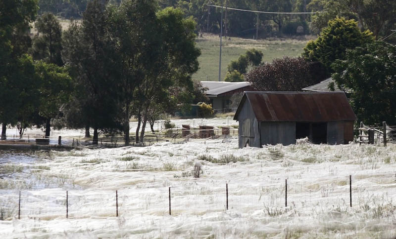 spider webs cover field queenland australia flooding 2012 5 Spiders Blanket Fields in Webs to Avoid Flood Waters in Australia