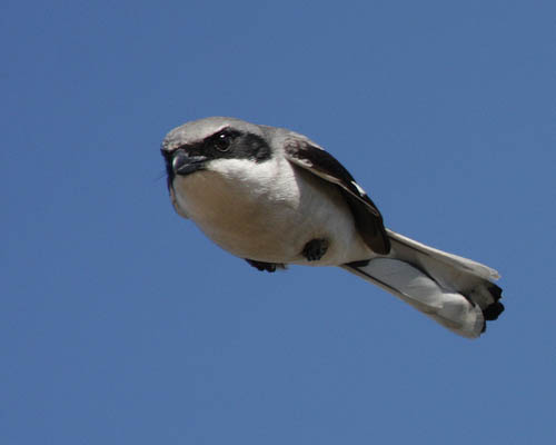 actual angry bird in mid flight real life 40 Real Life Angry Birds