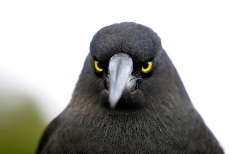 actual real life angry looking birds 3 40 Real Life Angry Birds