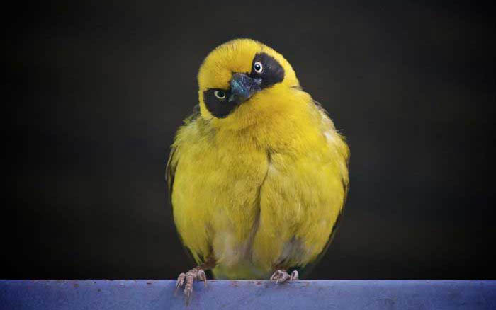 actual real life angry looking birds 6 40 Real Life Angry Birds
