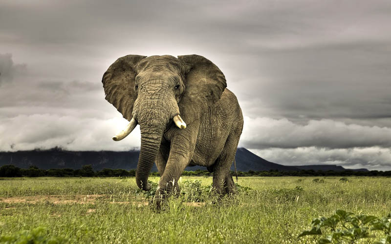 african bush elephant 15 of the Largest Animals in the World