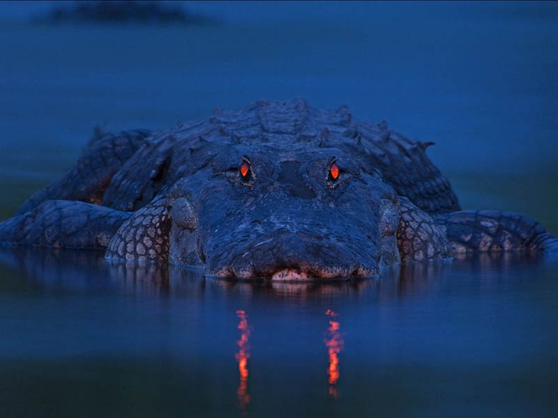 alligator at night orange eyes florida in water Picture of the Day: The King of the River