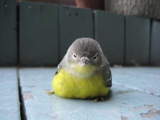 angry looking bird actual 40 Real Life Angry Birds