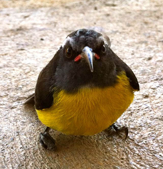 angry looking bird in real life 40 Real Life Angry Birds