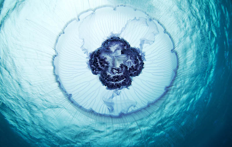 aurelia sun alexander semenov photographer Beautiful Underwater Photography by Elena Kalis