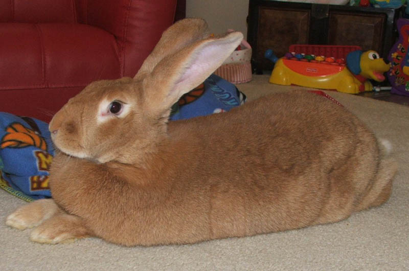 biggest rabbit hare in world flemish giant 15 of the Largest Animals in the World