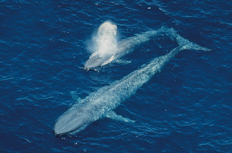 blue whale calf 15 of the Largest Animals in the World