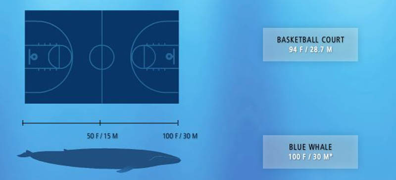 blue whale size of basketball court 15 of the Largest Animals in the World