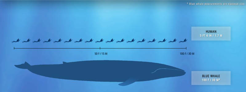blue whale vs humans 15 of the Largest Animals in the World