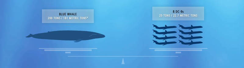 blue whale weight vs dc9 airplanes 15 of the Largest Animals in the World