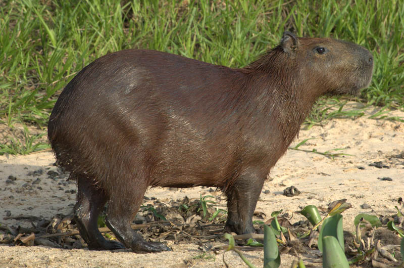 capybara 15 of the Largest Animals in the World