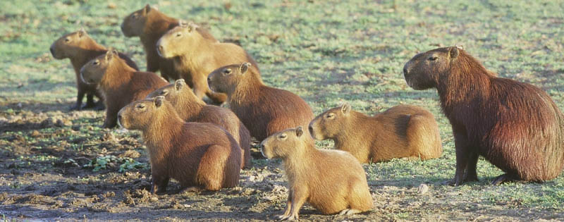 capybaras 15 of the Largest Animals in the World