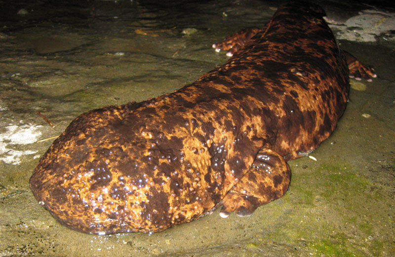 chinese giant salamander 1 15 of the Largest Animals in the World