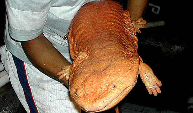 chinese giant salamander 2 15 of the Largest Animals in the World