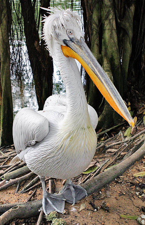 dalmation pelican 15 of the Largest Animals in the World