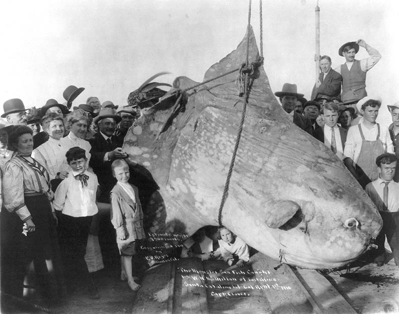enormous sunfish black and white 1910 15 of the Largest Animals in the World