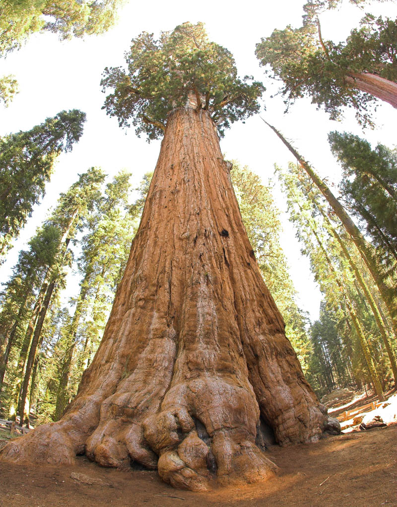 general sherman tree looking up  Picture of the Day: The Largest Tree in the World