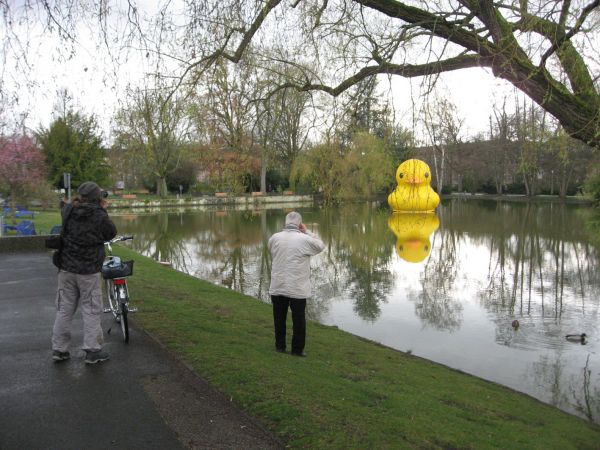 giant inflatable rubber duck florentijn hofman nuremberg germany 3 The World Travels of a Giant Rubber Duck