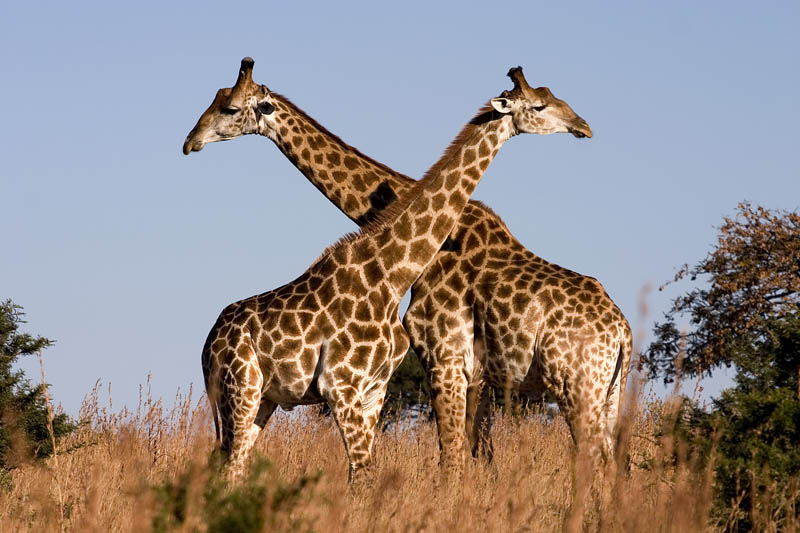 giraffes 15 of the Largest Animals in the World
