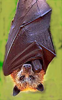 golden crowned fruit bat 15 of the Largest Animals in the World