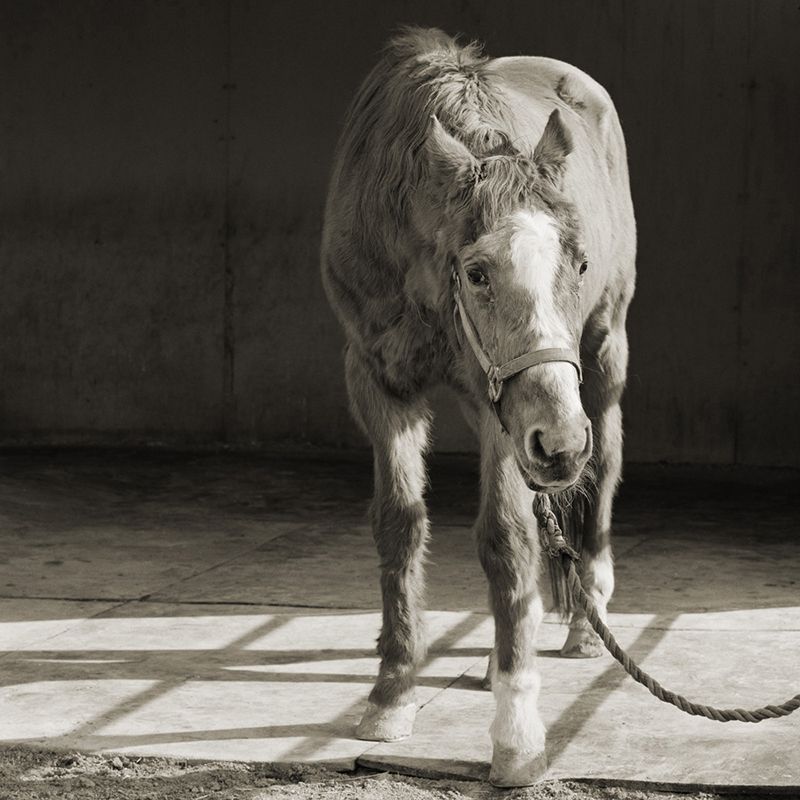 handsome one 33 thoroughbred horse elderly animals isa leshko Touching Portraits of Elderly Animals
