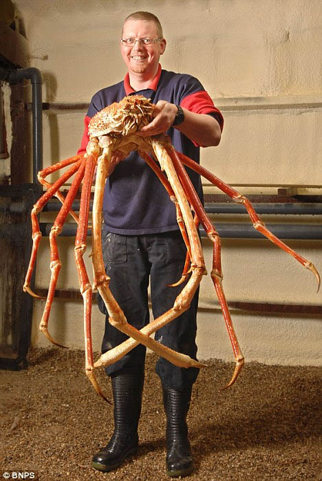 japanese spider crab 15 of the Largest Animals in the World